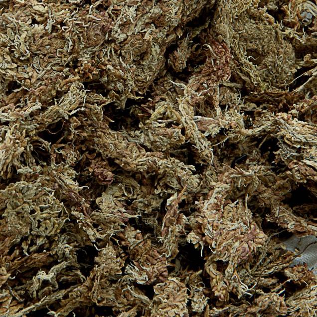 Musgo esfagno desidratado fibra longa 100g aprox.