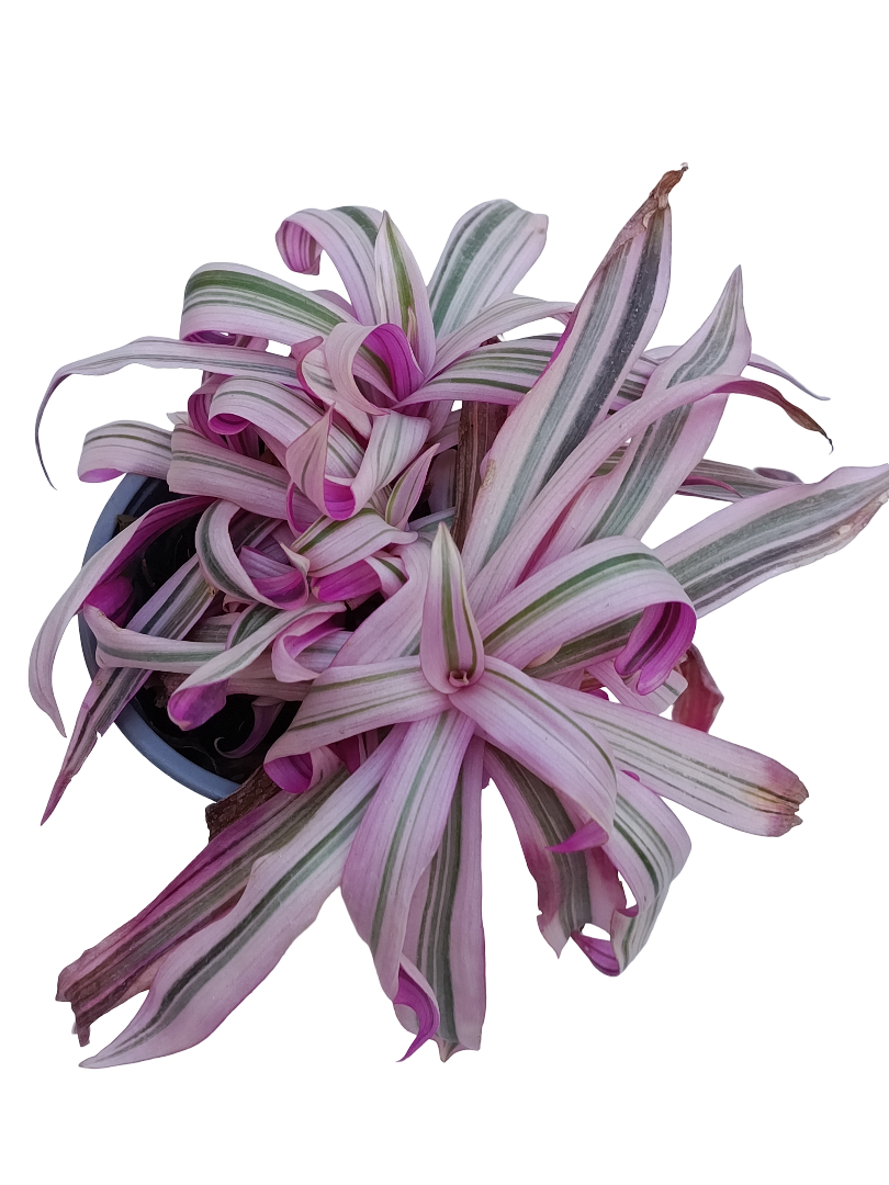 Tradescantia Pink Stripes Planta De Interior Ø10_0