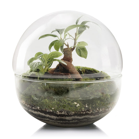 Terrário Ficus Retusa da Floresta do Bornéu Ø20 x 20cm