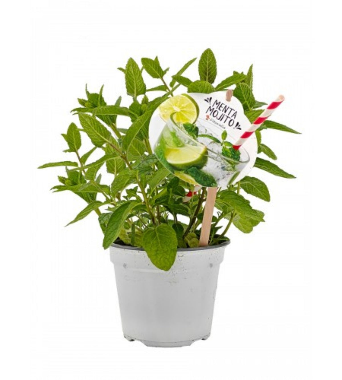 Menta Mojito Natural En Maceta 14 Cm. - Fitoralia_0