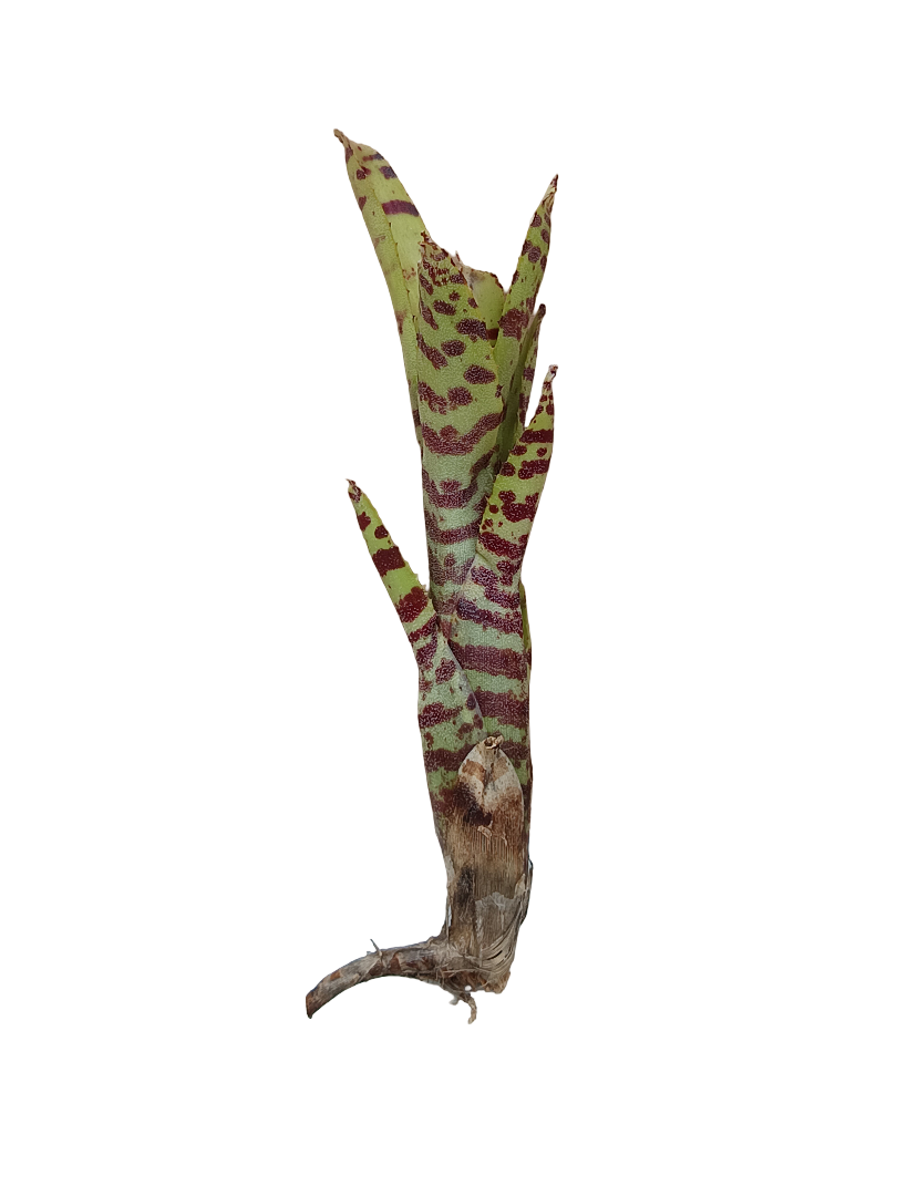 Neoregelia Tigrina Planta Bromelia De Interior Ideal Terrarios_0