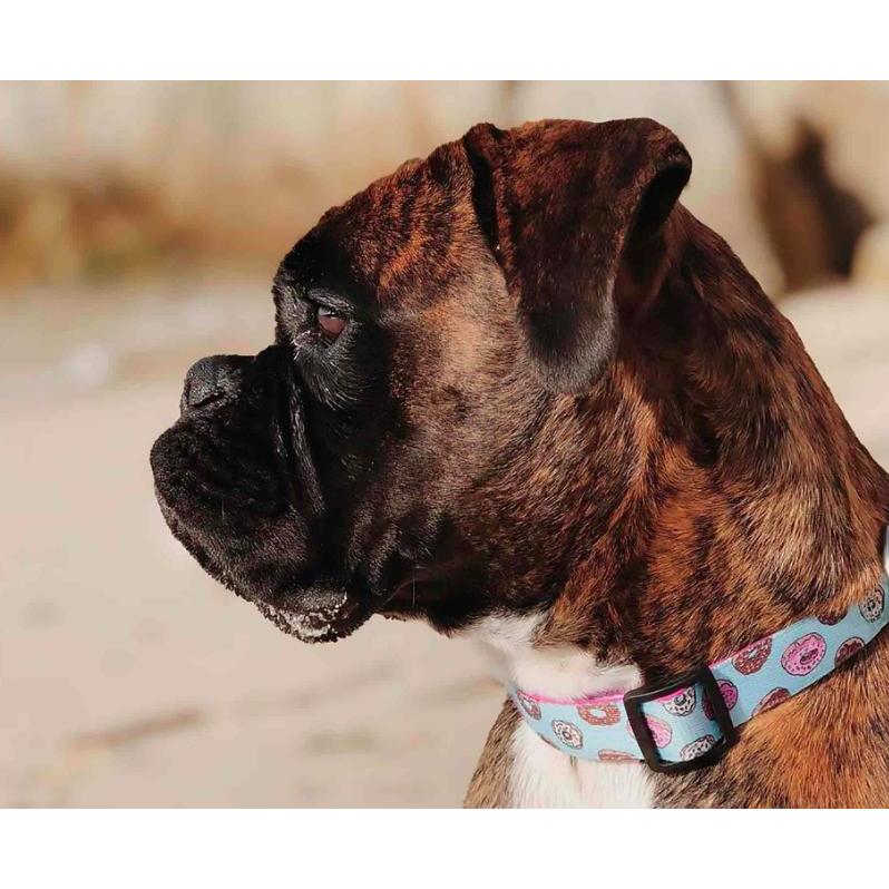 Coleira para Cão Dukier Cupcakes - Tamanho XS