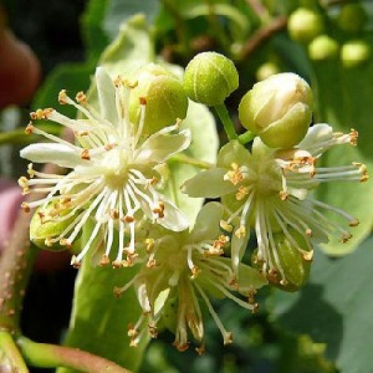 Mel de Tília Biológico Bona Mel, 900 g