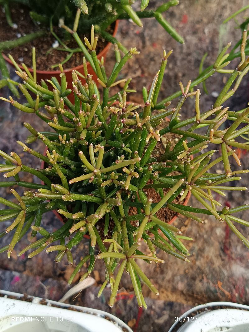 Rhipsalis Cassutta Planta Suculenta Ø8 Cm_0