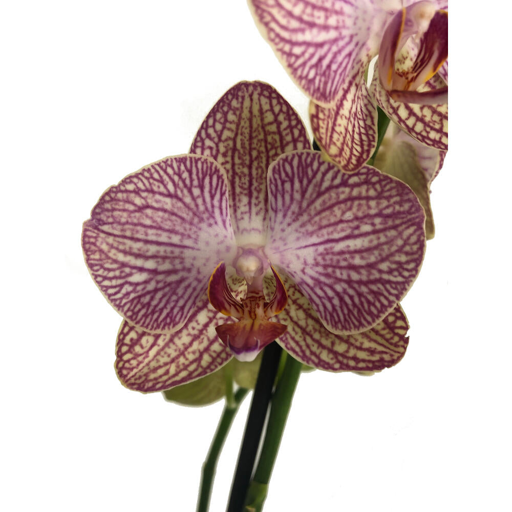 Orquidea Phalaenopsis Ravello 2/3 Tallos M12 70cm_2
