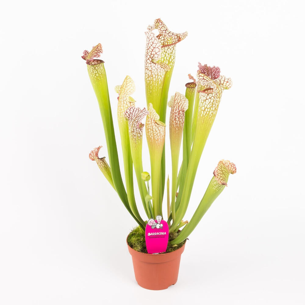 Sarracenia Leucophila M12 35cm_0