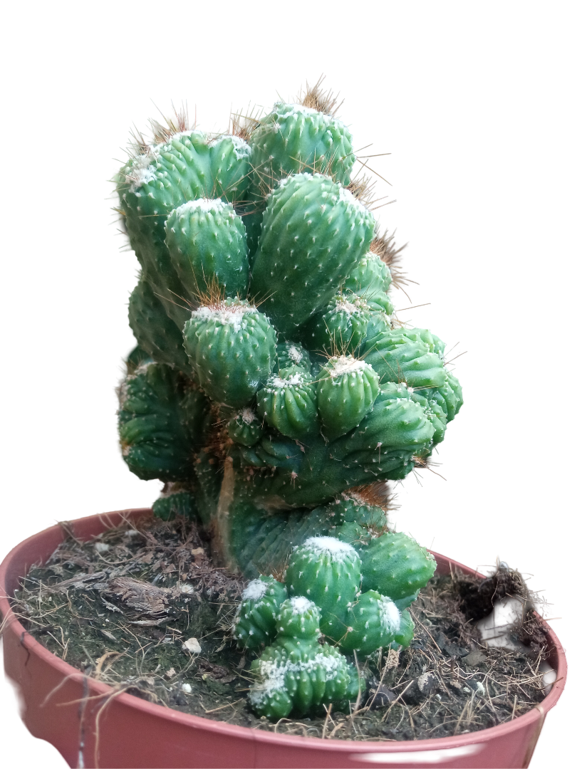 Cactus Cereus Peruvianus Monstruoso Ø13 Plantas Cristata_0