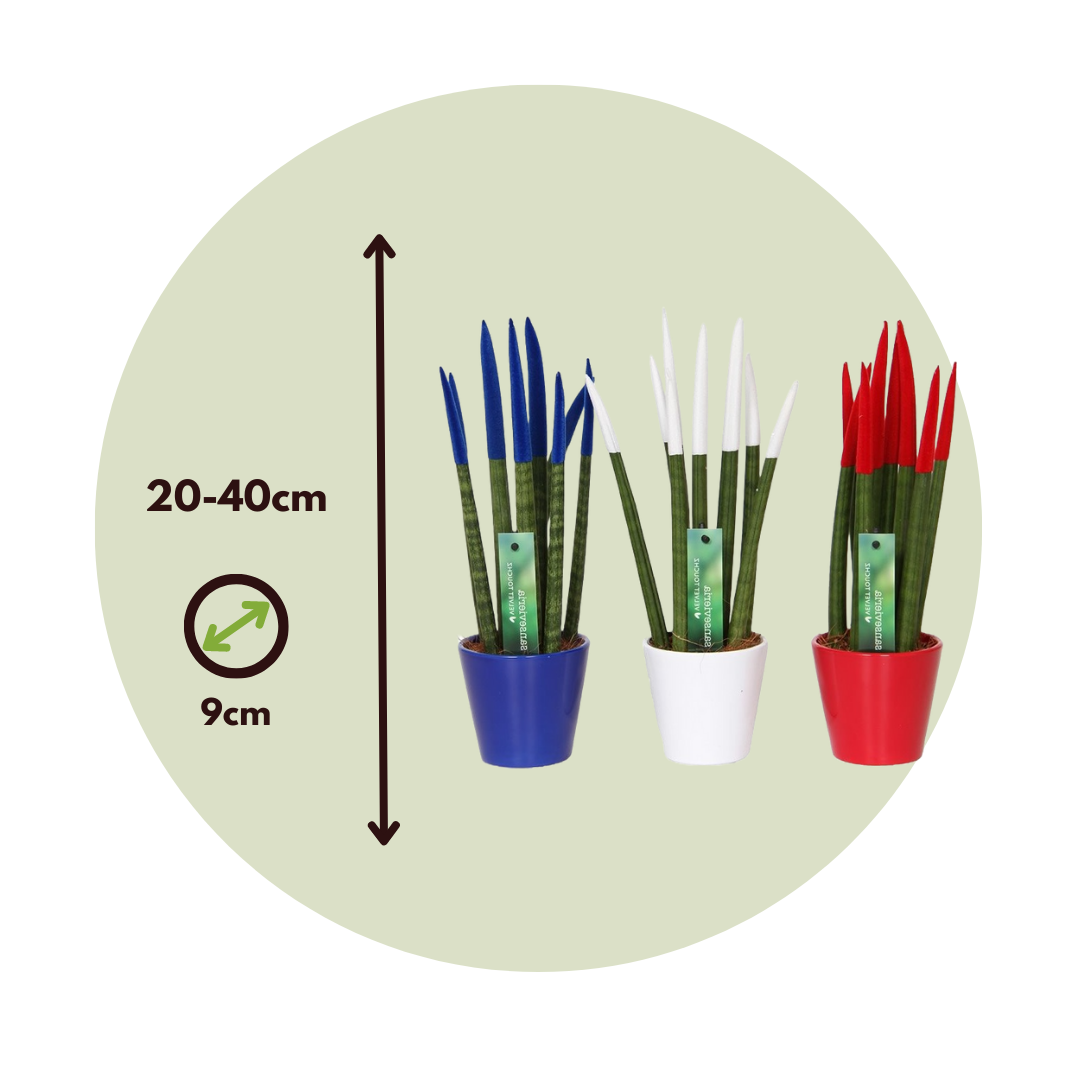 Dracaena Cylindrica - 3 Pzs - Sansevieria Cylindrica - Altura 20-40cm - ⌀9cm_2