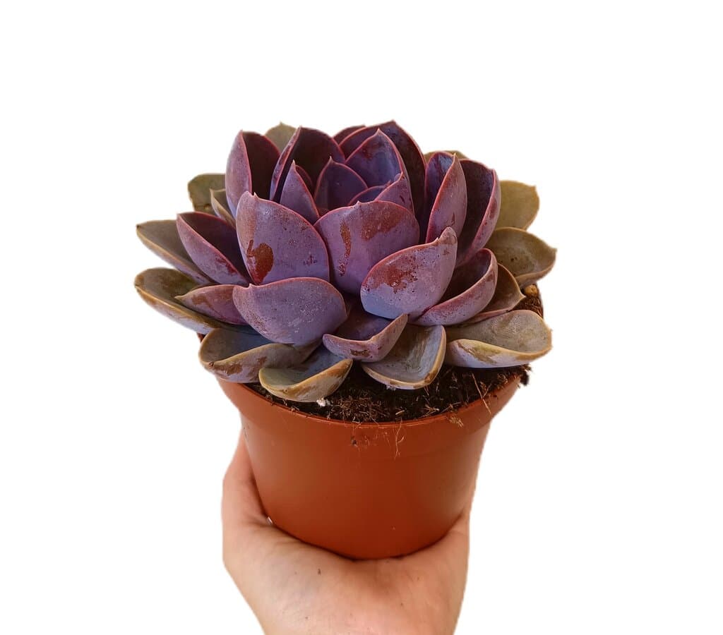 Echeveria Perla Nuremberg M13_0