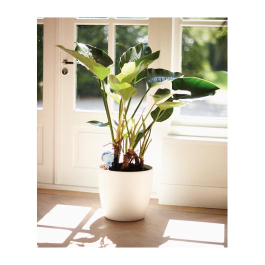 Elho Aqua Care Transparent