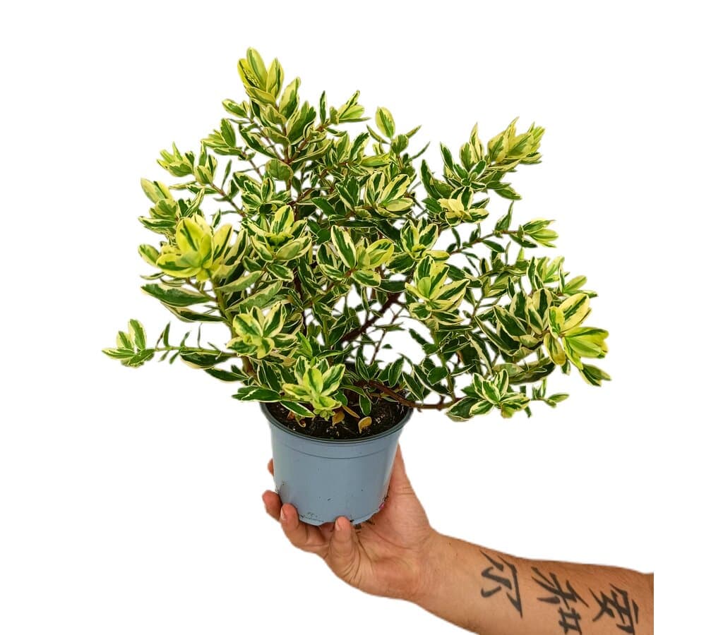 Hebe Variegata M12_0