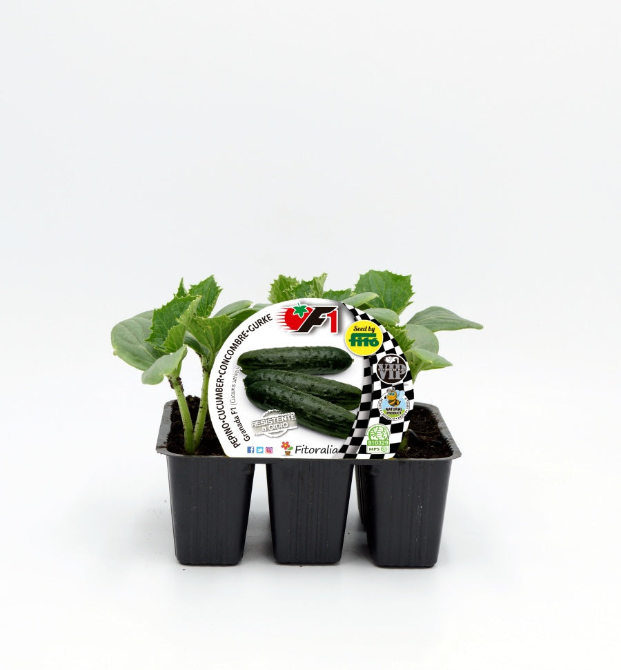 Pack Plantones Pepino Beautiful Hibrido F1 6 Ud. Natural - Fitoralia_0