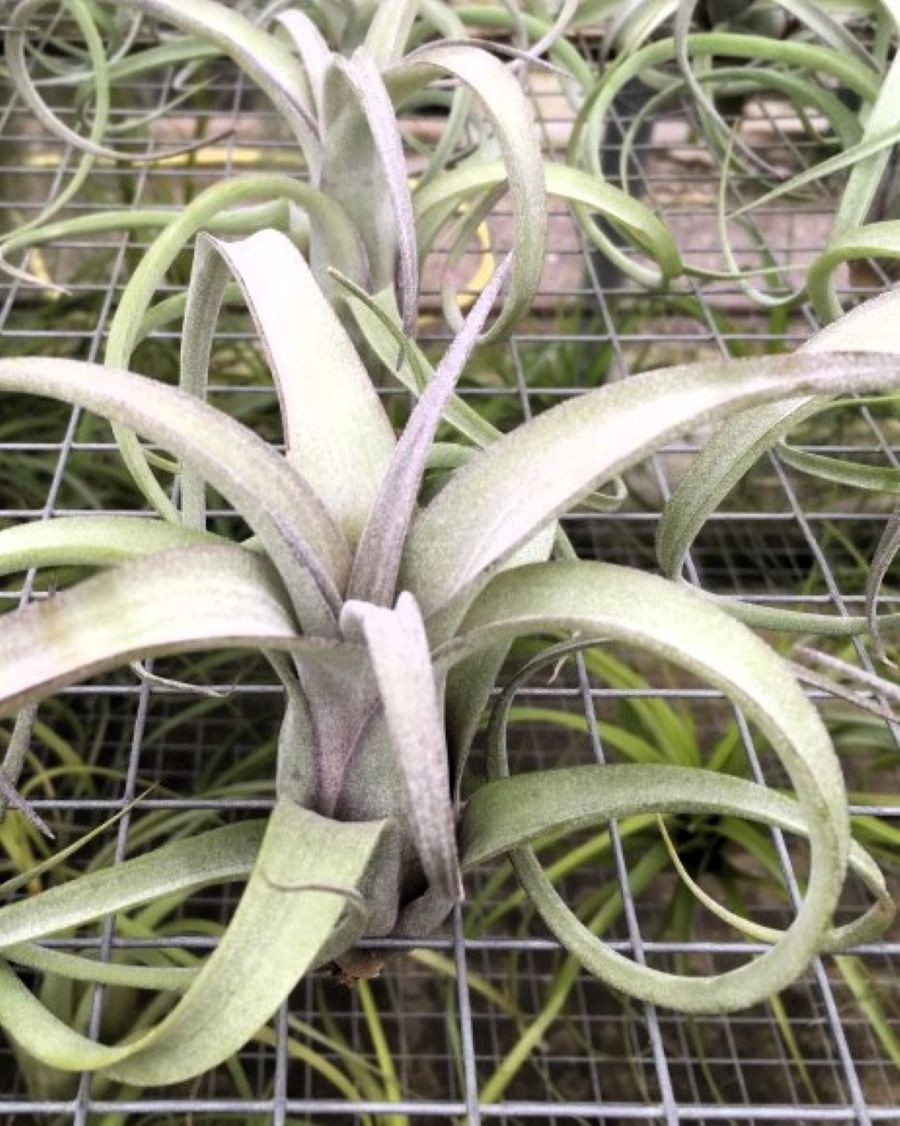 Tillandsia 'Curly Slim'; tillandsia rizada, planta del aire; Curiosarium; altura 12 cm, diámetro 15 cm_0