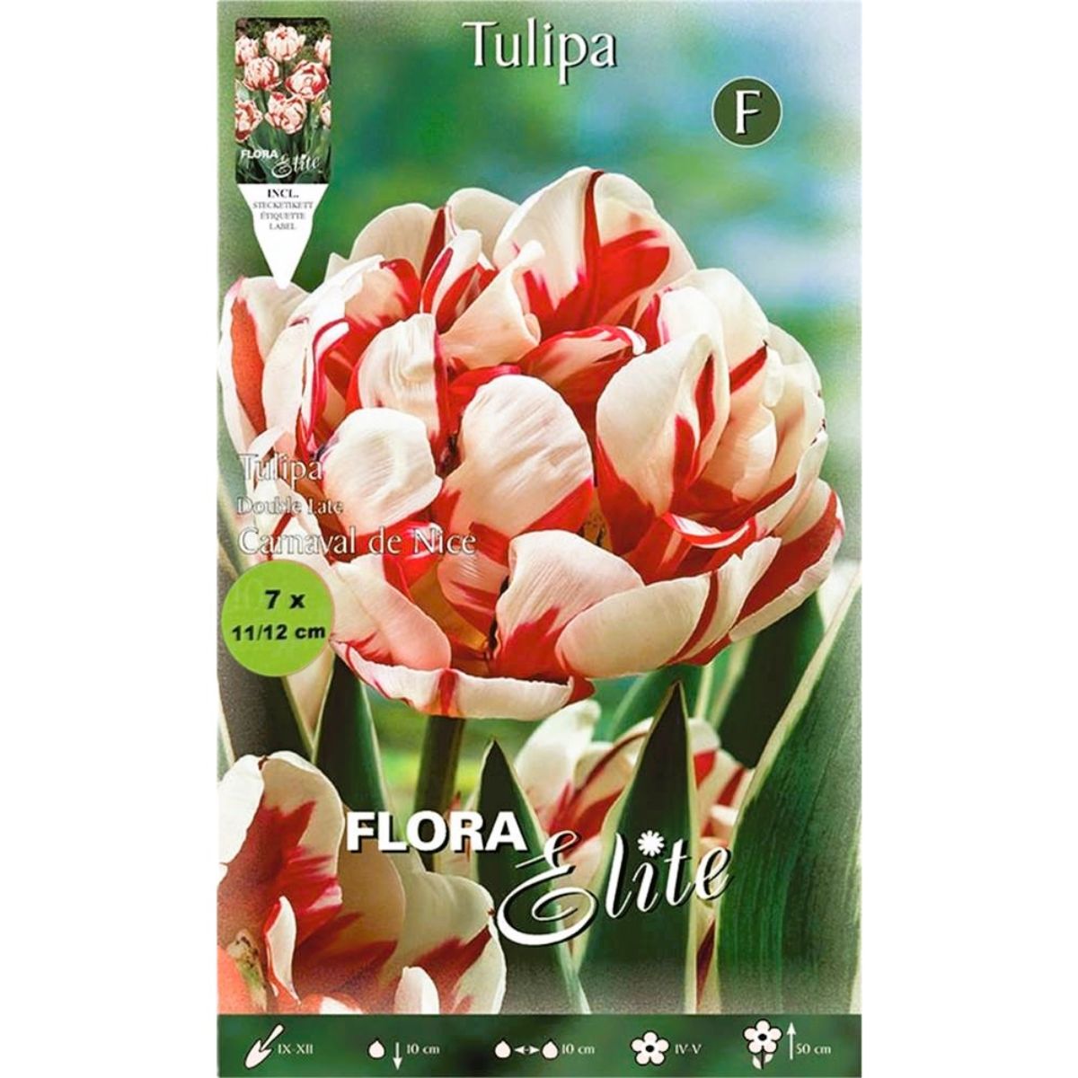 Bolbos de tulipas brancas e vermelhas, 7 unidades