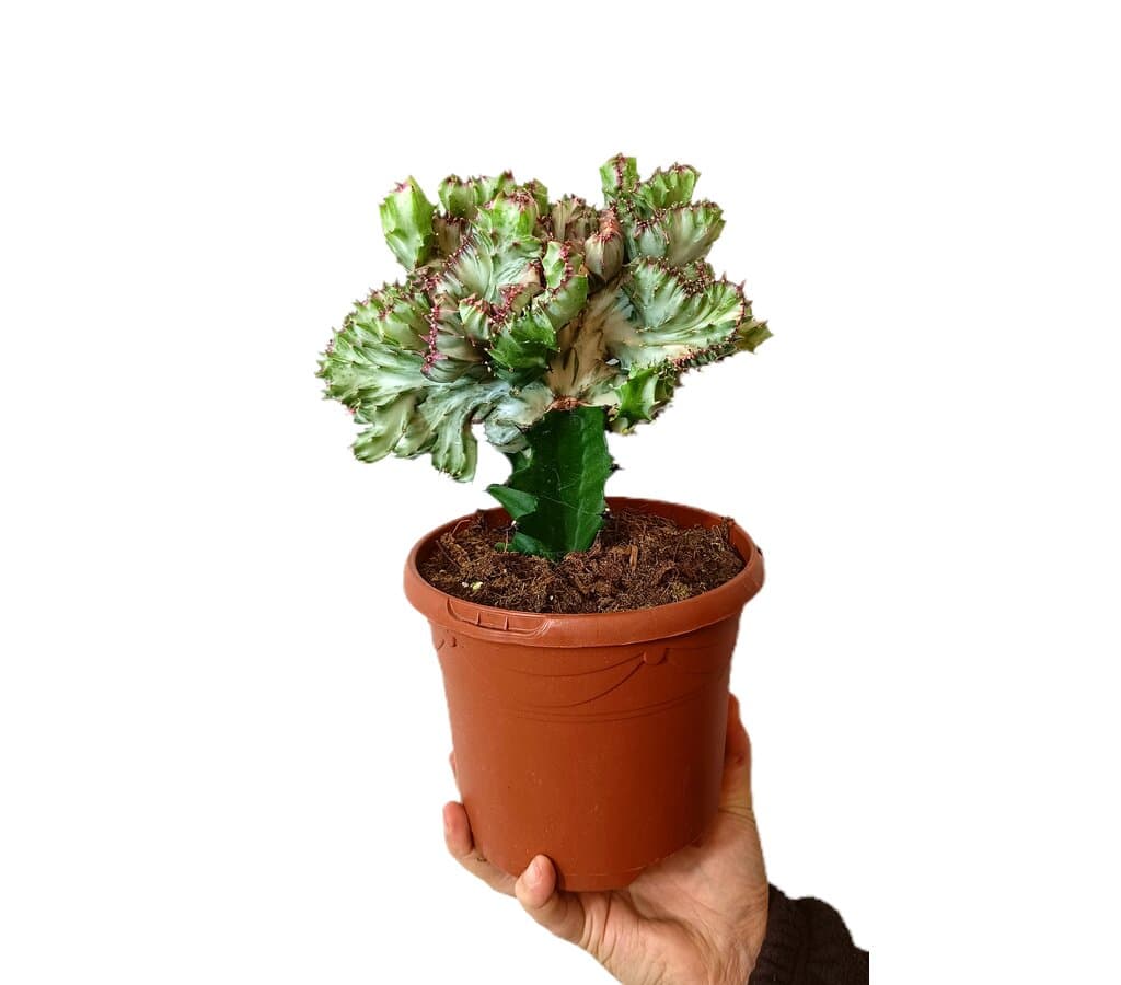 Euphorbia Lactea M17_0