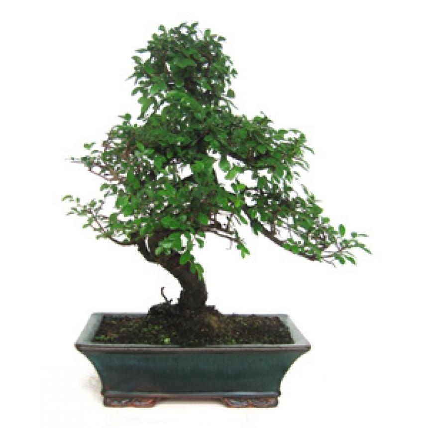 Bonsai Zelkova parvifolia 10 anos - Olmo Chinês