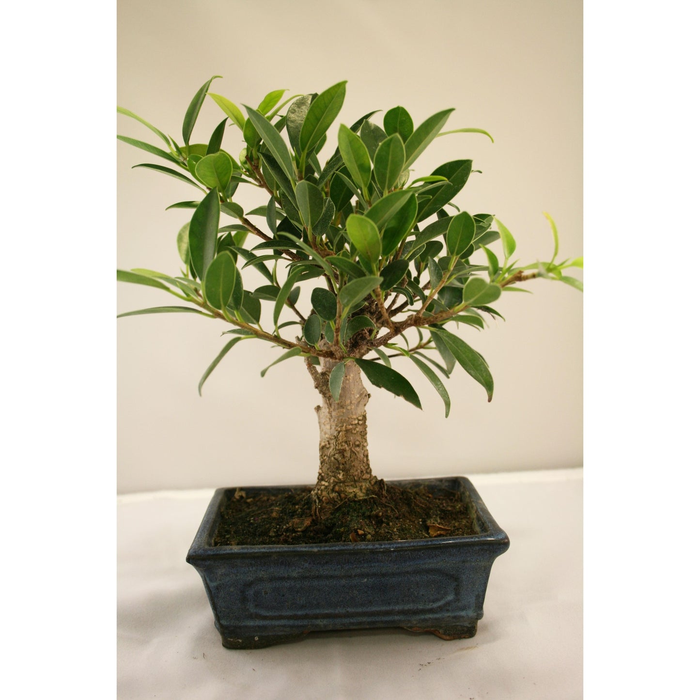 Ficus retusa bonsai 5 anos