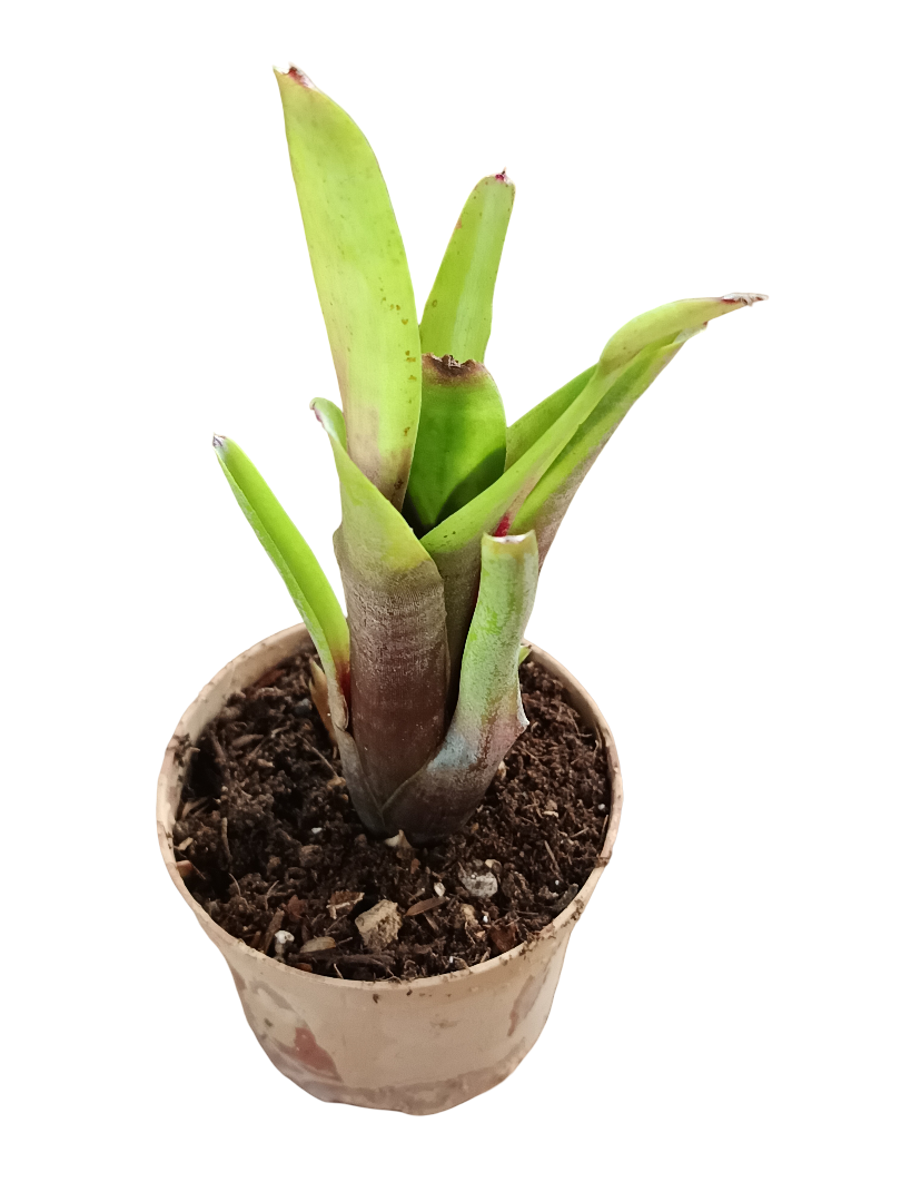 Neoregelia Amandae Planta Bromelia Para Terrarios E Inteior_0