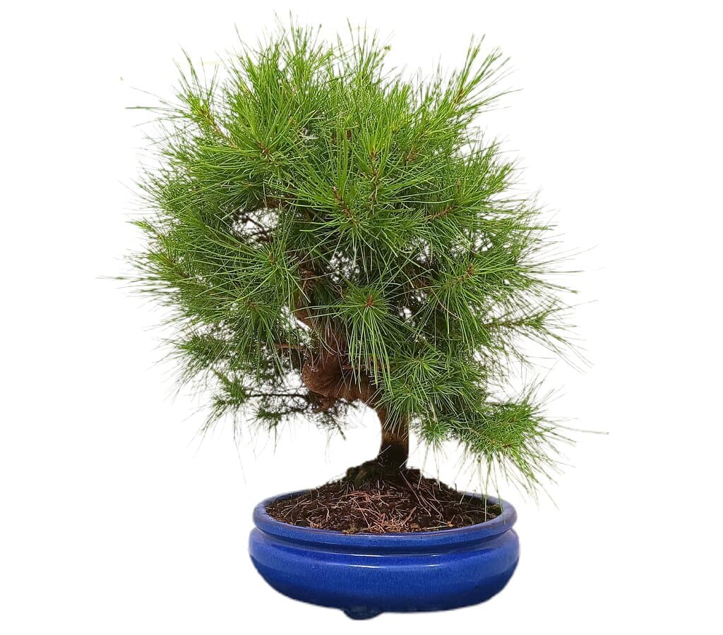 Bonsái Pinus Halepensis 14 Años (pino Carrasco)_1