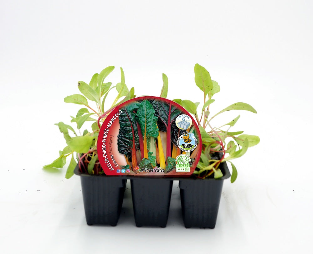 Pack Plantones Acelga Colores 6 Ud. Natural - Fitoralia_0