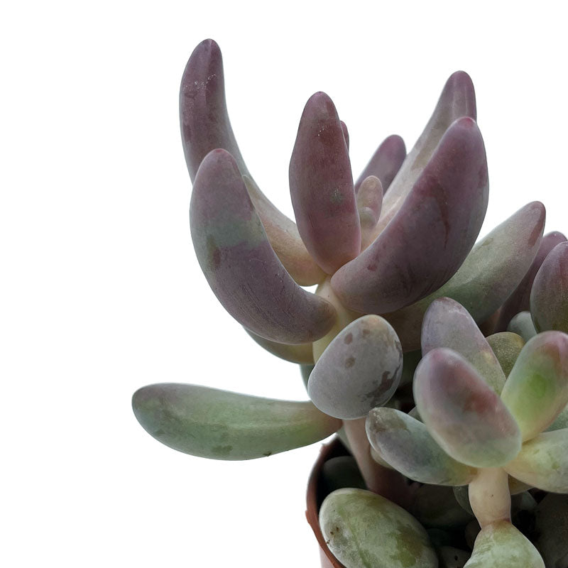 Pachysedum Ganzhou Cactus Y Suculentas M8,5 cm Ø_2