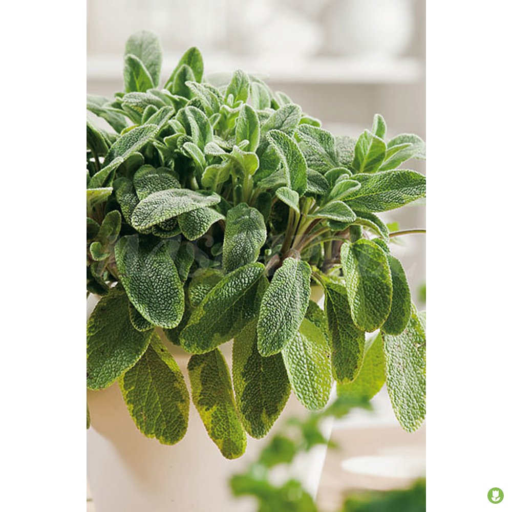 Semillas Salvia Officinalis 1gm_0