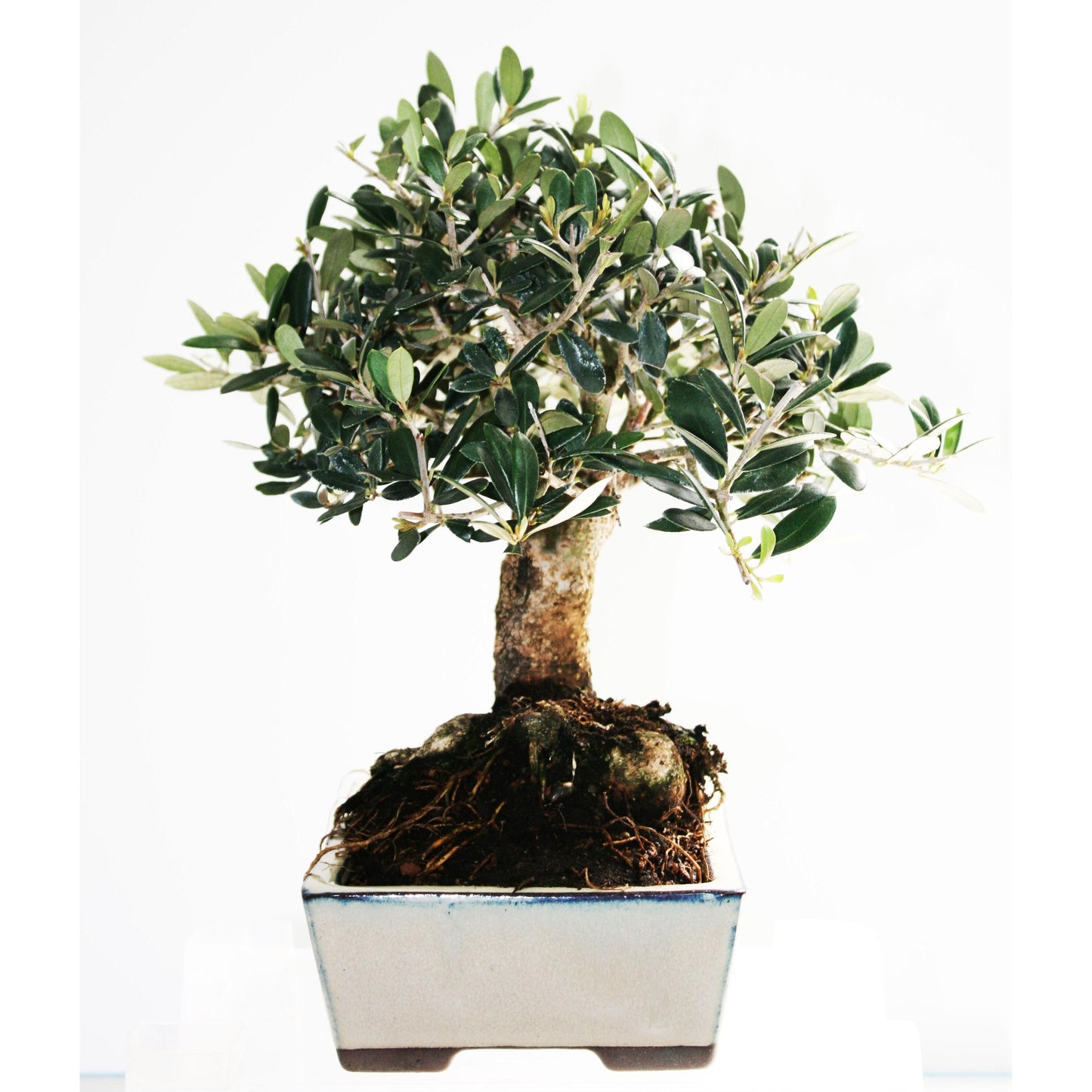 Bonsai Olea europaea 9 anos OLIVEIRA