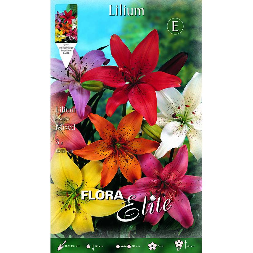 Mistura de bolbos asiáticos Lilium 2 unidades