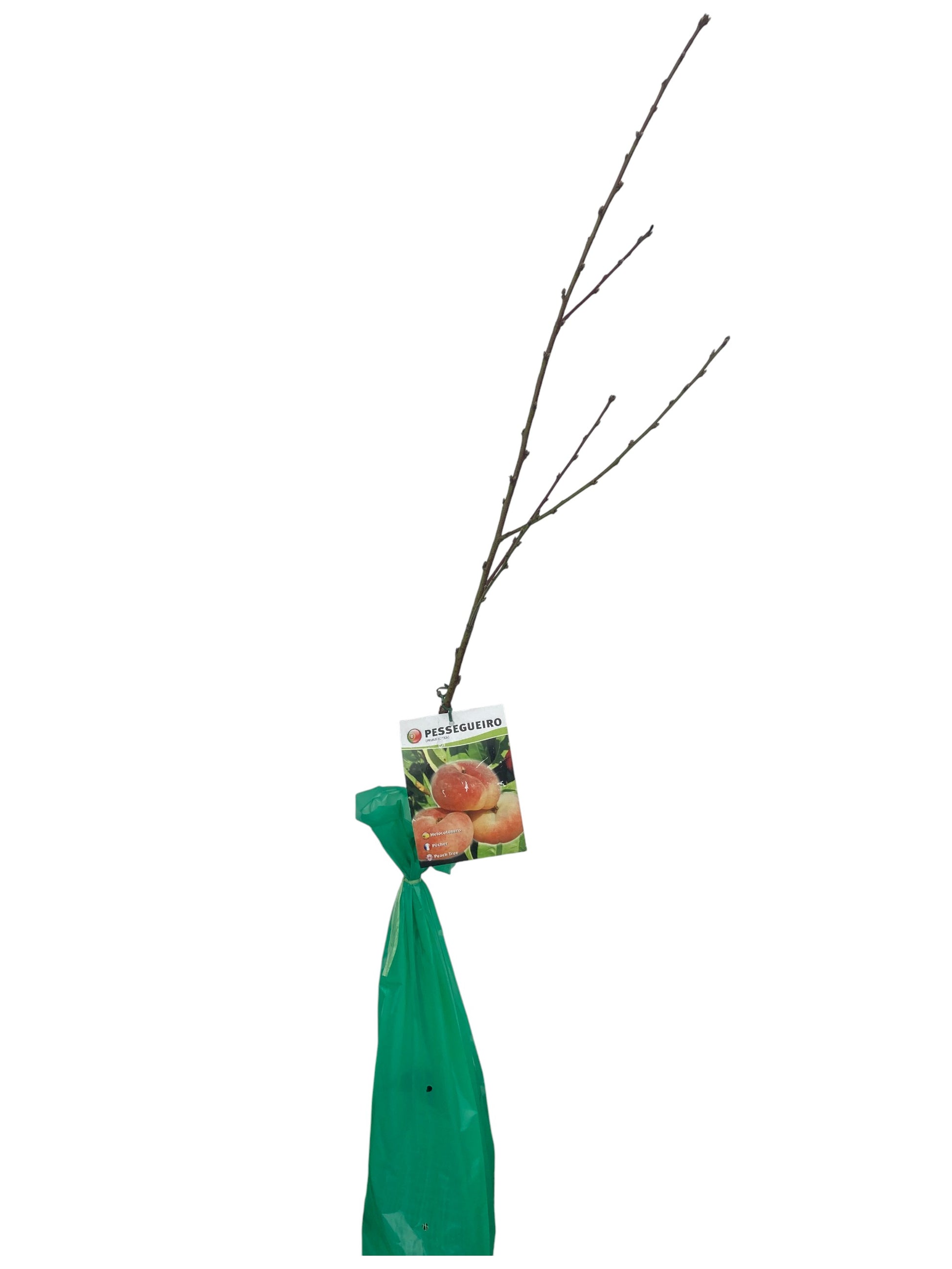 Frutal Paraguayo Cepellón 140cm_0