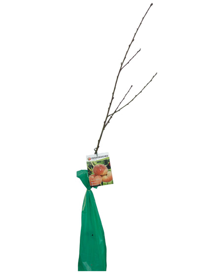 Frutal Paraguayo Cepellón 140cm_0
