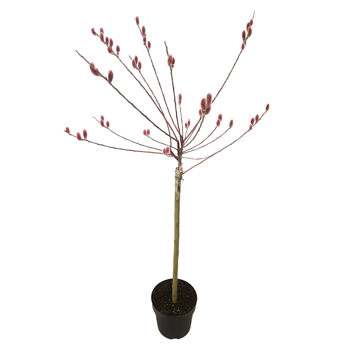 Sauce Arbustivo - Salix Gracilistyla 'mount Aso' - Altura 100-110cm - ⌀19cm_0