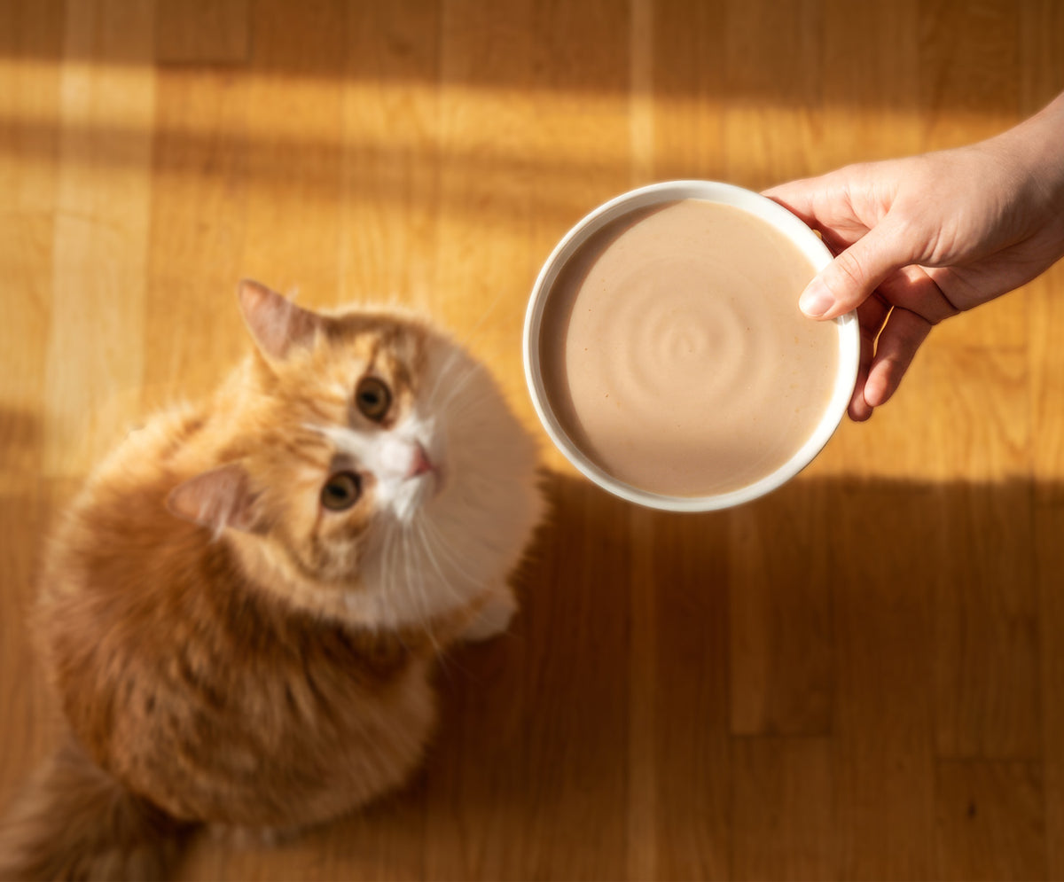 Sopa Cremosa para Gatos Creamy Bisque Atún y Salmón Catit 4 x 40 g