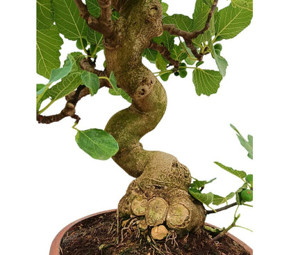 Bonsái Ficus Carica 24 Años (higuera)_2