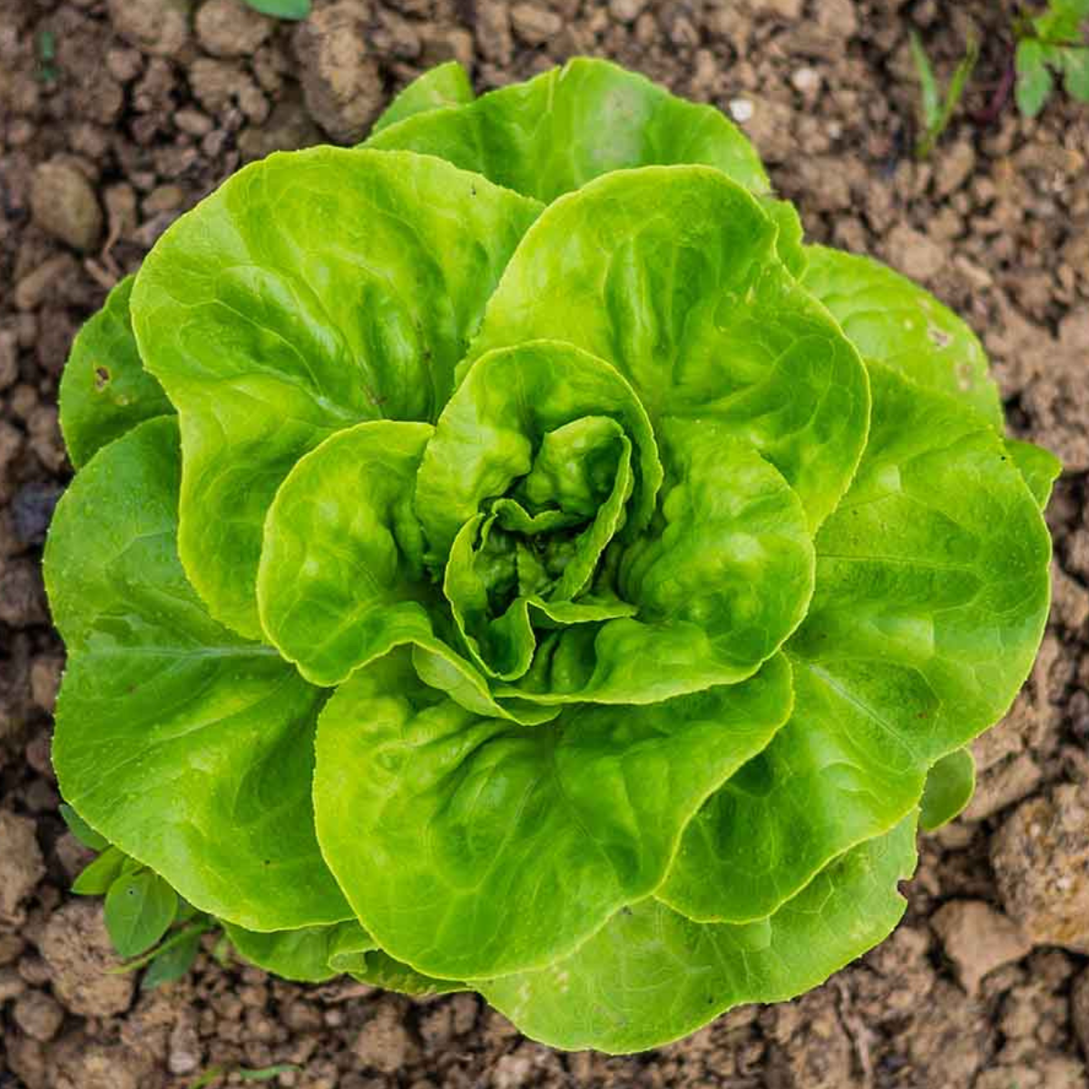 Kit De Cultivo De Lechuga Trocadero_2