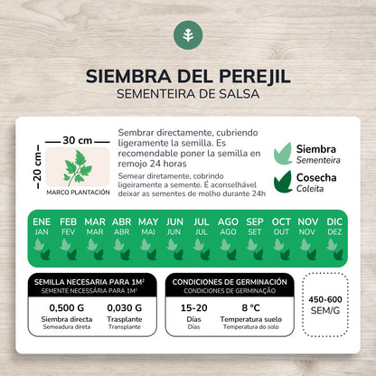 Sementes orgânicas de salsa comum de folhas lisas da Planeta Huerto