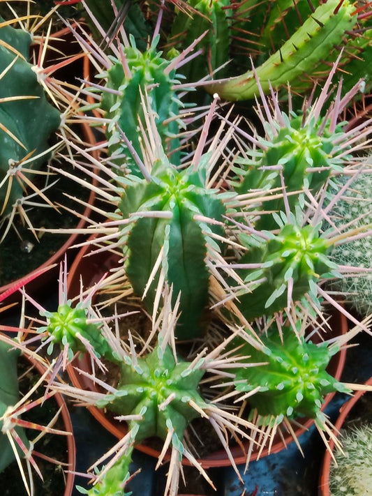 Euphorbia Ferox Planta Suculenta 8 Cm_0