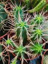 Euphorbia Ferox, Planta Suculenta 8 Cm