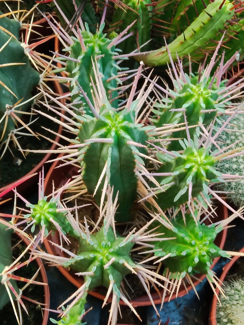 Euphorbia Ferox Planta Suculenta 8 Cm_0