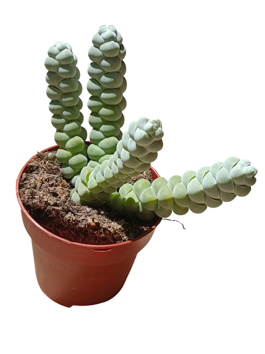Crassula Plegmantoides Planta Suculenta Natural Ø8_0