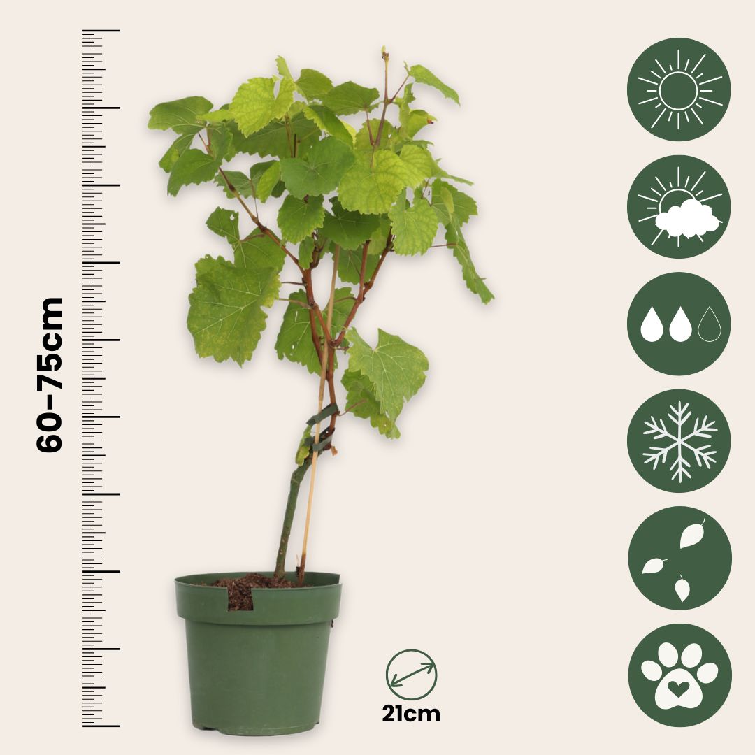 Planta De Uva - Vitis Vinifera ‘vanessa’ - Altura 60-75cm - ⌀21cm_2