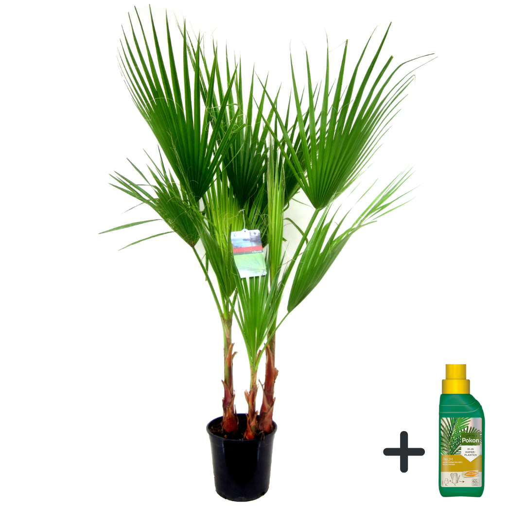 Palmera Mexicana - Washingtonia Robusta - Altura 70-90cm - ⌀21cm_0