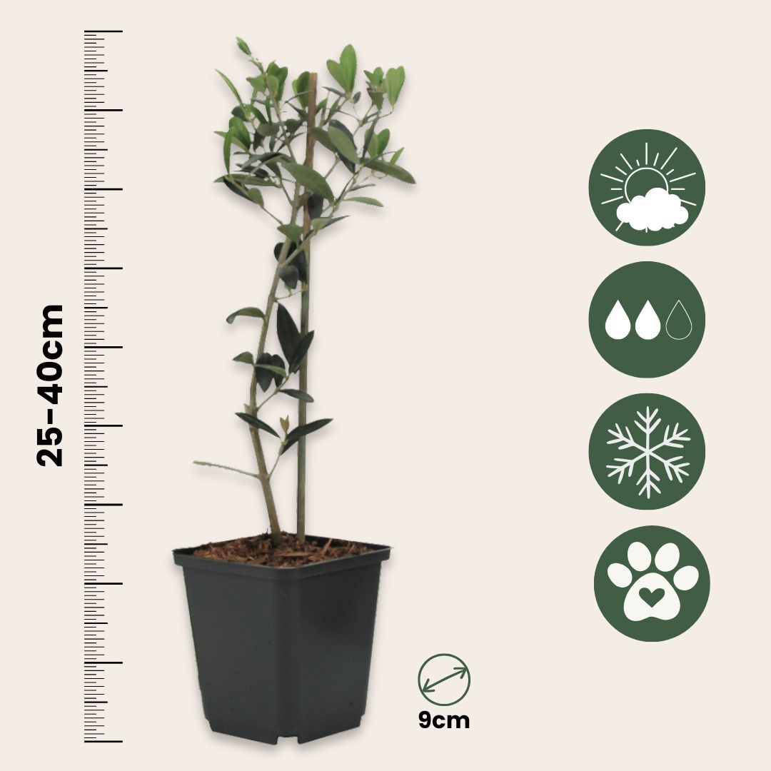 Arbusto De Olivo - 2 Pzs - Olea Europaea - Altura 25-40cm - ⌀9cm_2