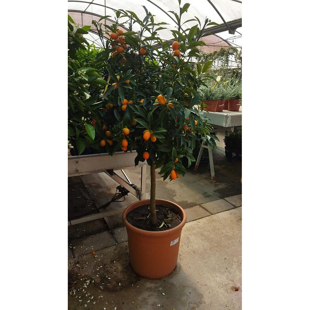 Kumquat M35 (naranjo Chino)_0