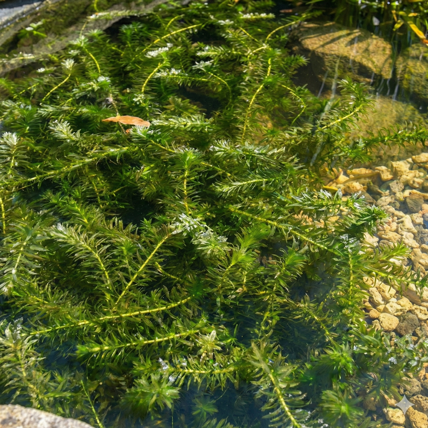 Elodea - Elodea Densa - 10 Unidades - Planta Oxigenante - Estanque_2