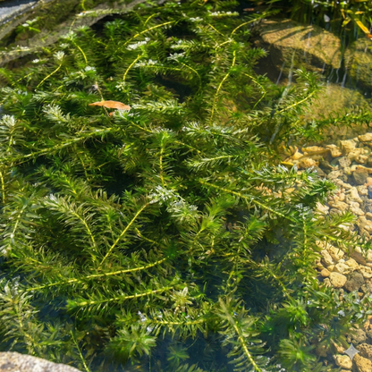 Elodea - Elodea Densa - 10 Unidades - Planta Oxigenante - Estanque_2