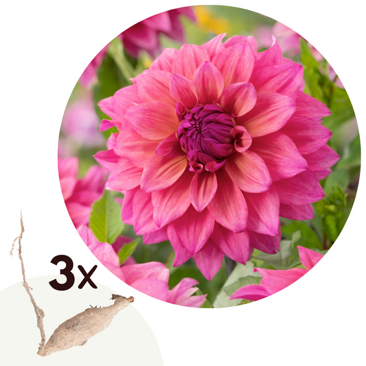 Tubérculos De Dalia - 3 Pzs - Dahlia 'feline Yvonne' - Rosa_0