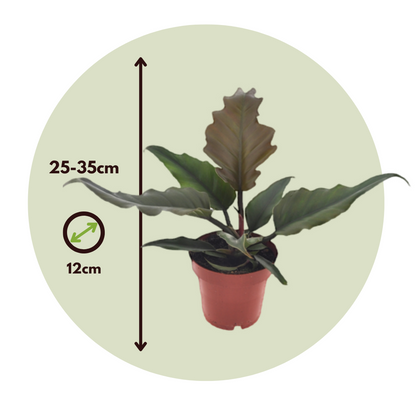 Filodendro - Philodendron 'caramel' - Altura 25-35cm - ⌀12cm_2