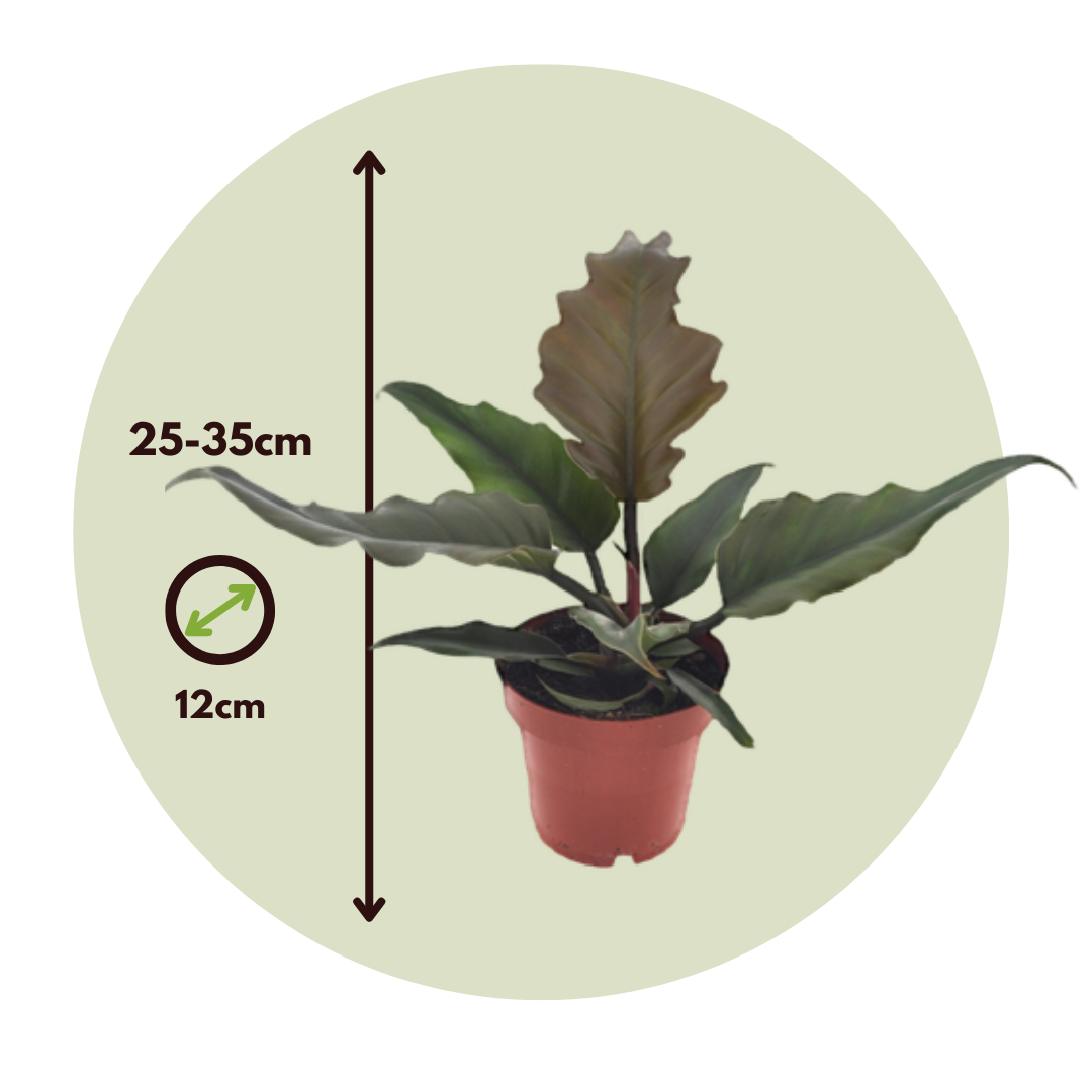 Filodendro - 2 Pzs - Philodendron 'caramel' - Altura 25-35cm - ⌀12cm_2