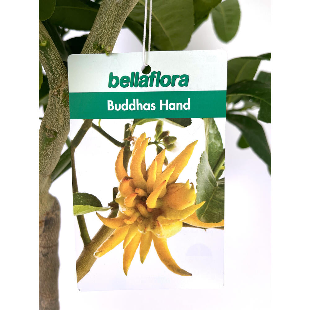 Limon Mano De Buda Copa M26 140cm_2