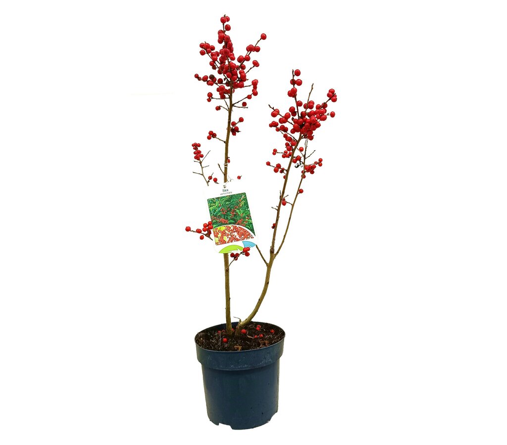 Ilex Verticillata M15 30cm_0
